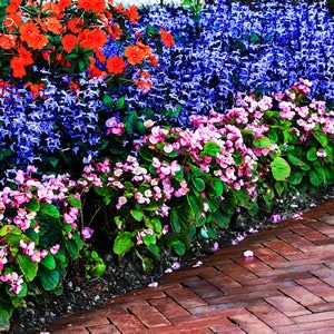 purple and red flower border