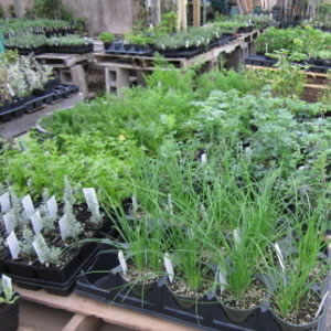 variety of plants in the nursery